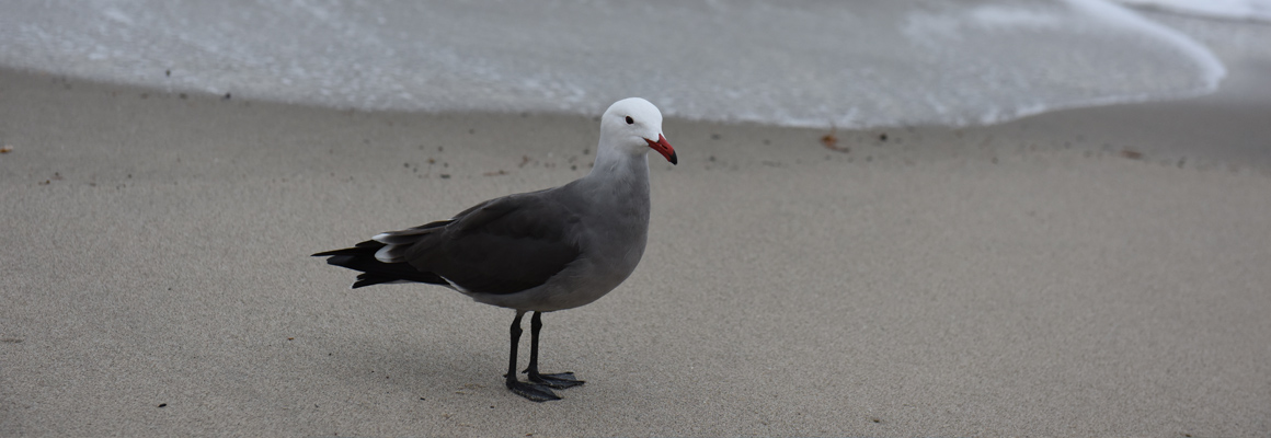 seagull on Los Angeles shoreline