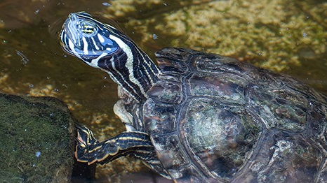 Rio Grande cooter