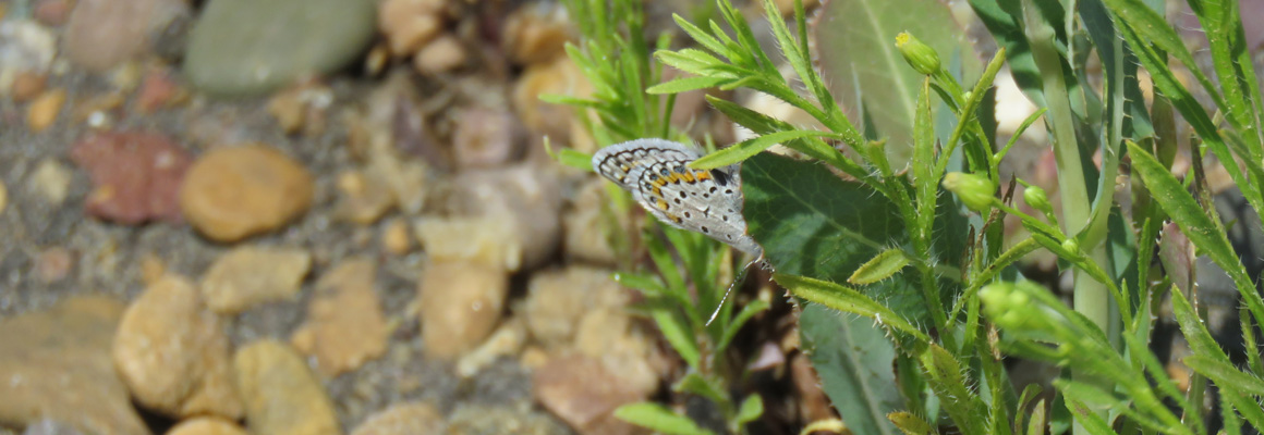 An Acmon Blue Butterfly resting on a leaf.